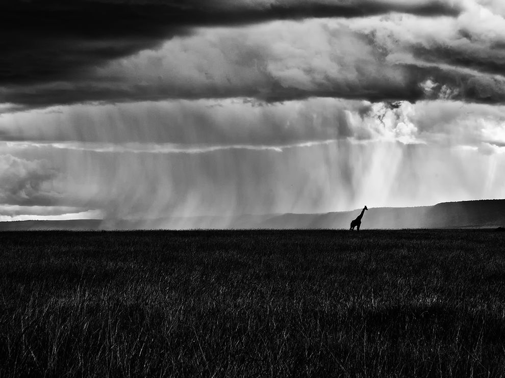 Heavy rain and a lone giraffe, Africa